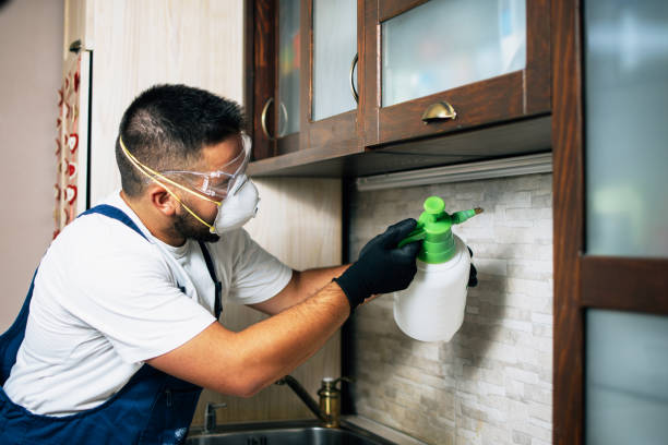 Wasp Removal Services in Cape Charles, VA